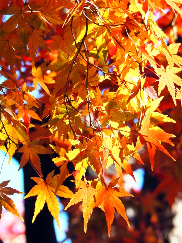 1164_横浜市新羽町_神奈川