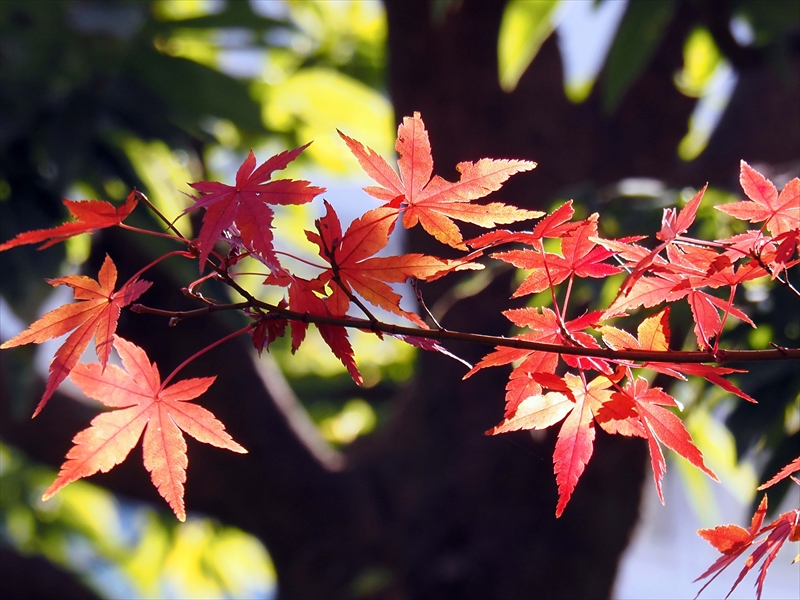 1165_横浜市新羽町_神奈川