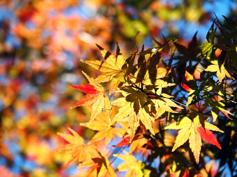 1166_横浜市新羽町_神奈川