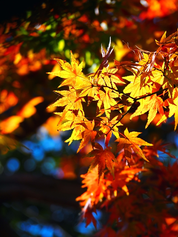 1168_横浜市新羽町_神奈川