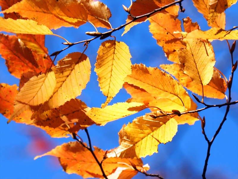 1171_横浜市新羽町_神奈川