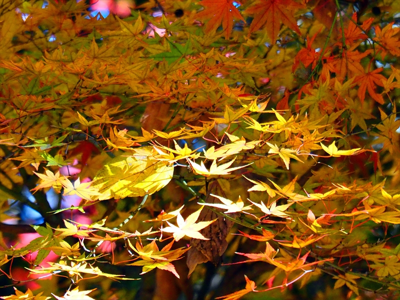 1174_横浜市新羽町_神奈川