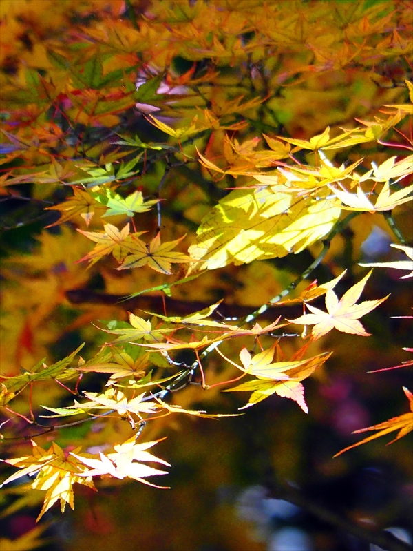 1175_横浜市新羽町_神奈川