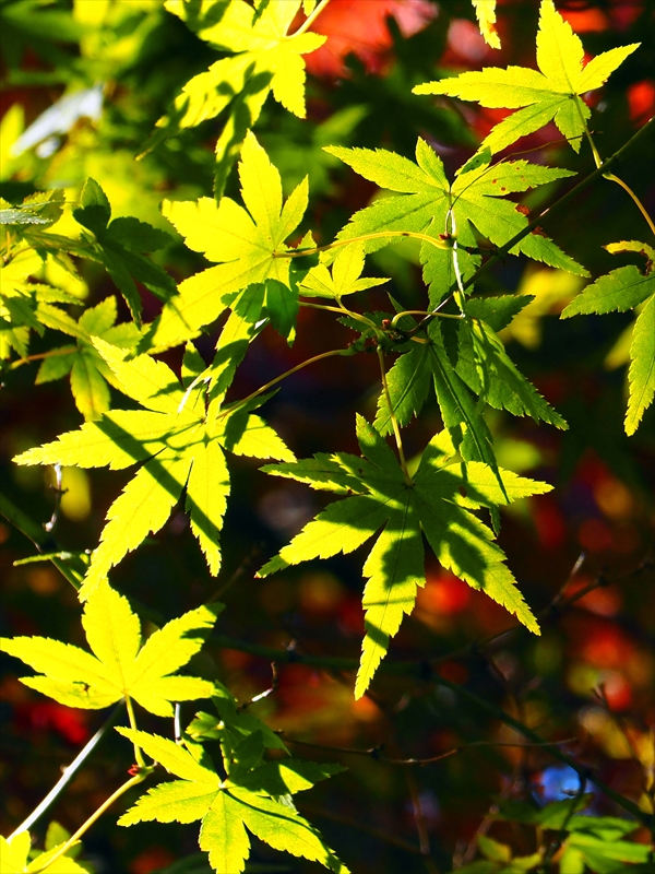 1177_横浜市新羽町_神奈川