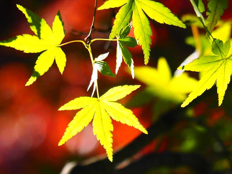 1052_游愁の美_日本