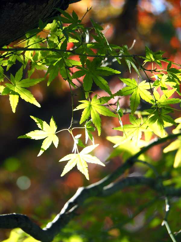 1179_横浜市新羽町_神奈川