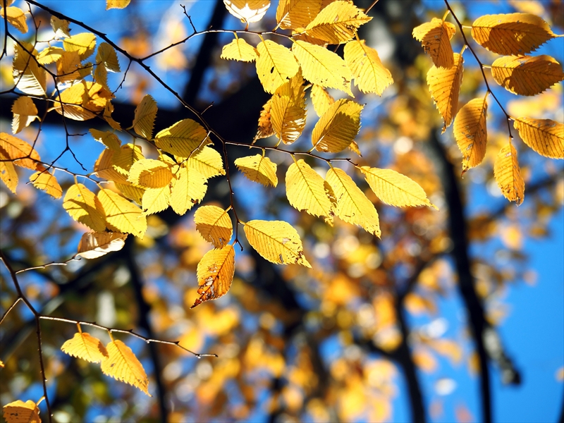 1181_横浜市新羽町_神奈川