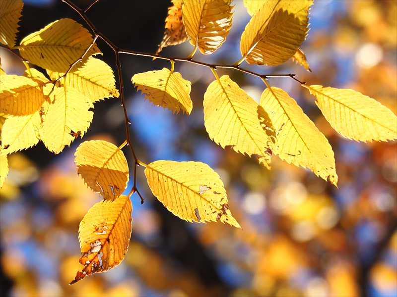 1053_游愁の美_日本