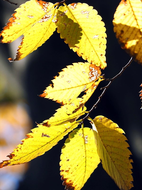 1183_横浜市新羽町_神奈川