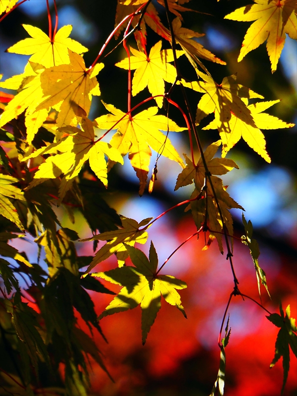 1185_横浜市新羽町_神奈川