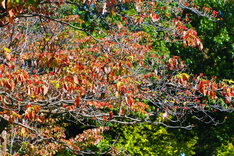 1186_横浜市新羽町_神奈川