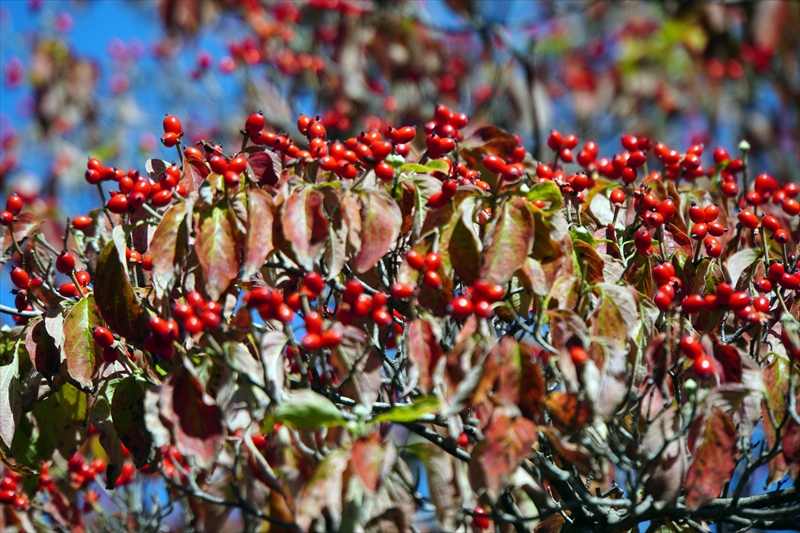 1187_横浜市新羽町_神奈川