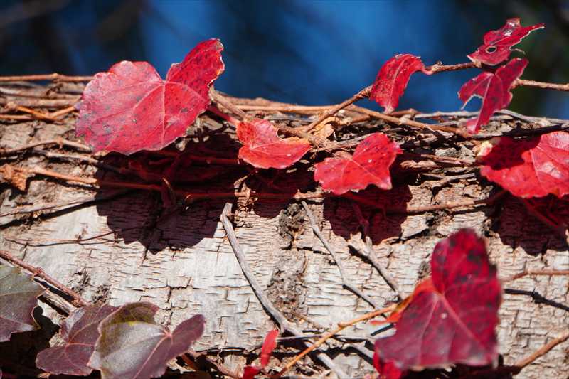 1055_游愁の美_日本