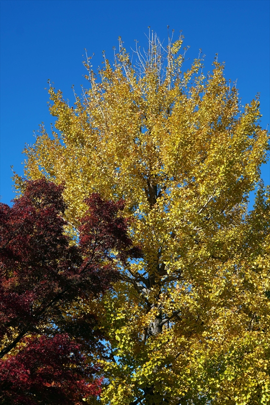 1026_偕楽園_茨城