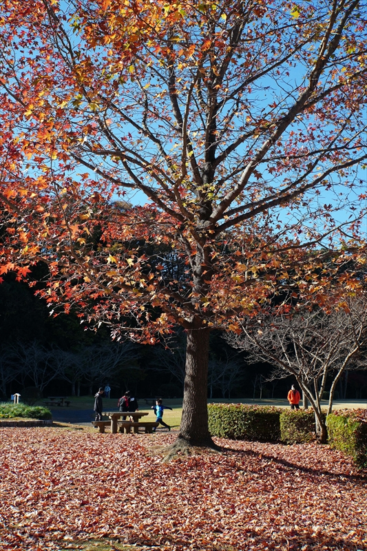 1030_偕楽園_茨城