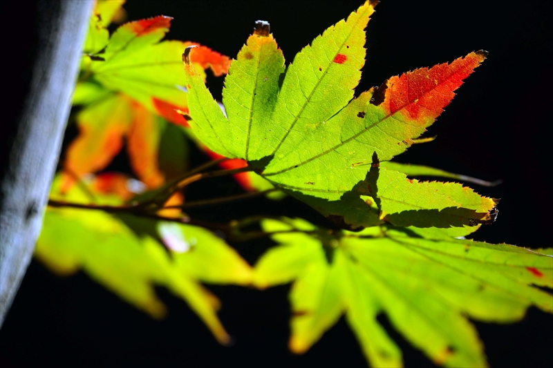 1041_偕楽園_茨城