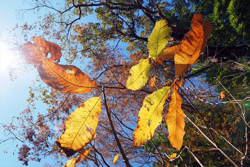 1057_游愁の美_日本