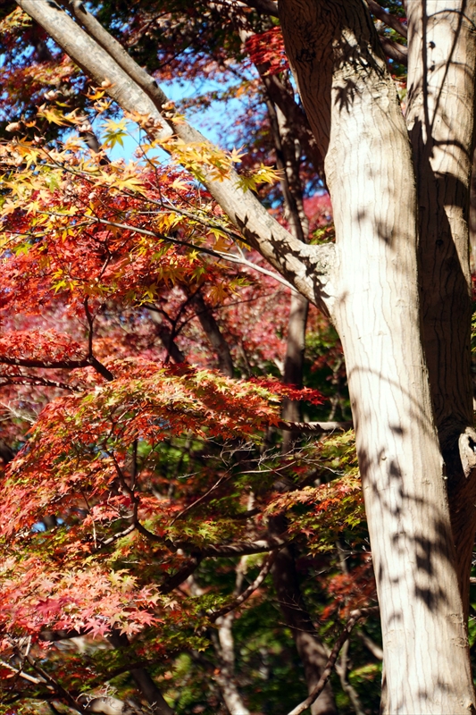 1057_偕楽園_茨城