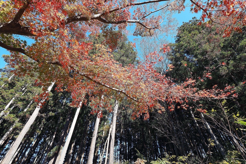 1066_偕楽園_茨城