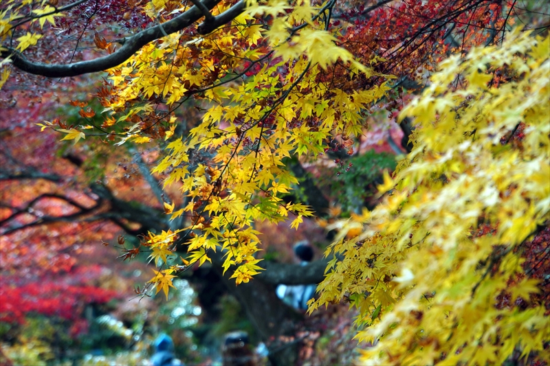1003_永源寺_茨城