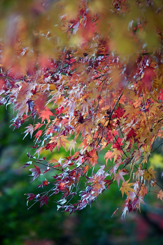 1004_永源寺_茨城