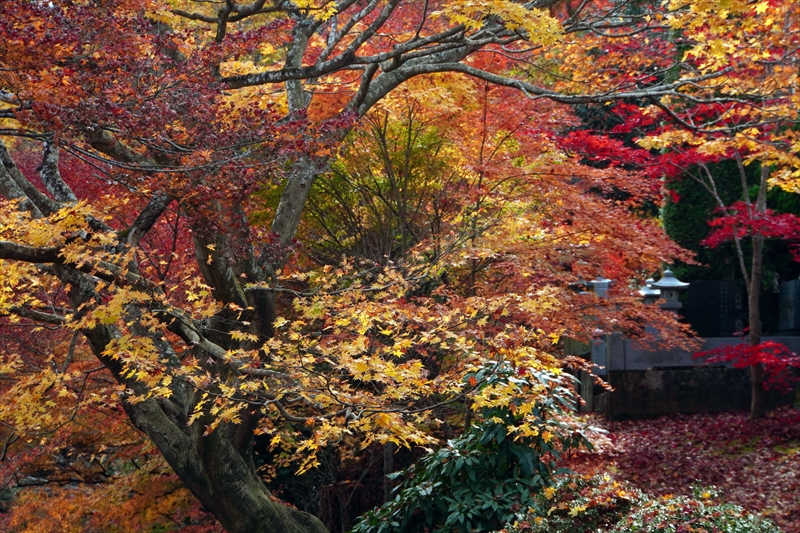 1008_永源寺_茨城