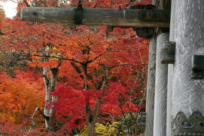1012_永源寺_茨城
