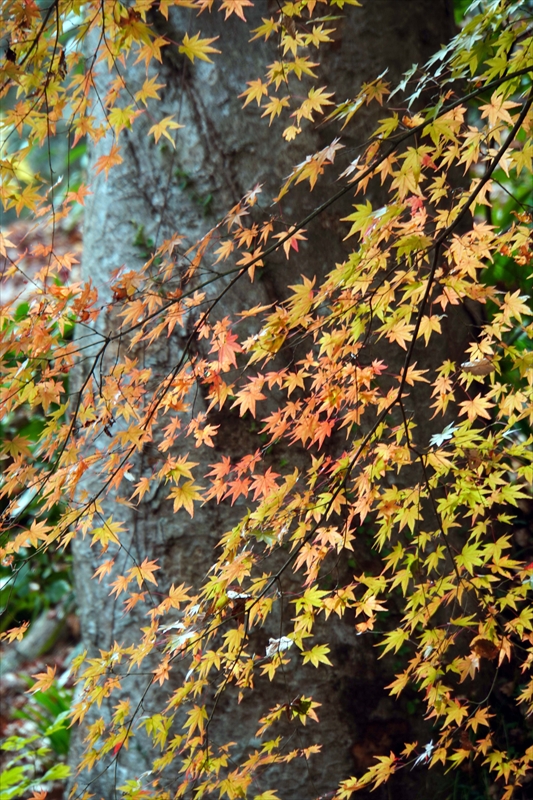 1020_永源寺_茨城