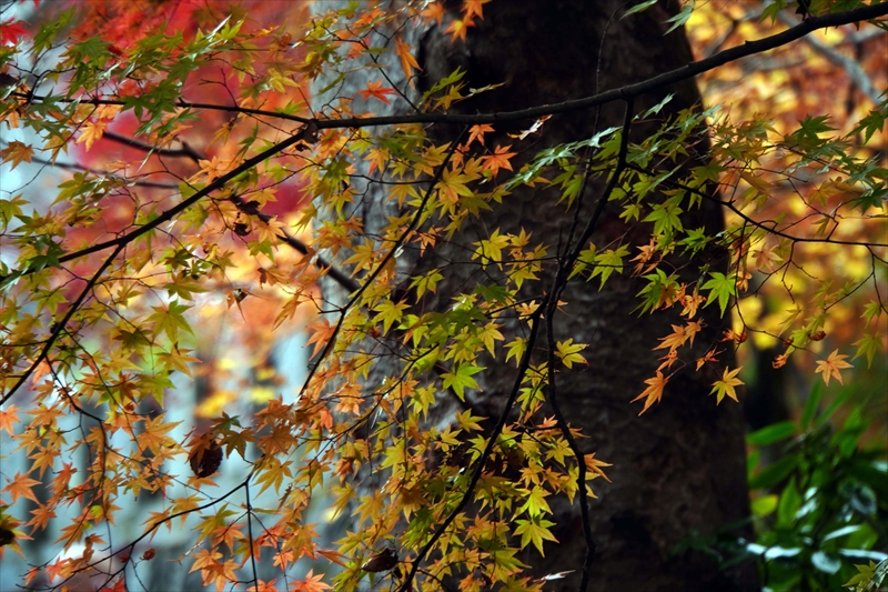 1021_永源寺_茨城