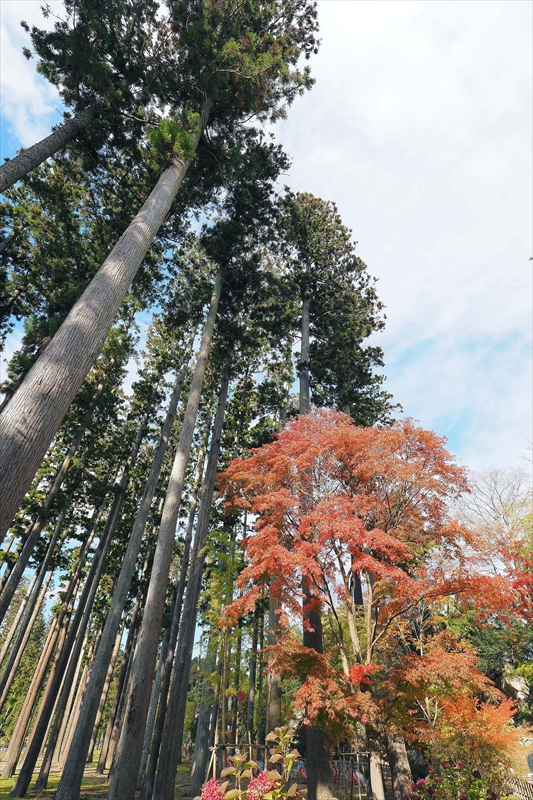 1051_瑞巌寺_宮城
