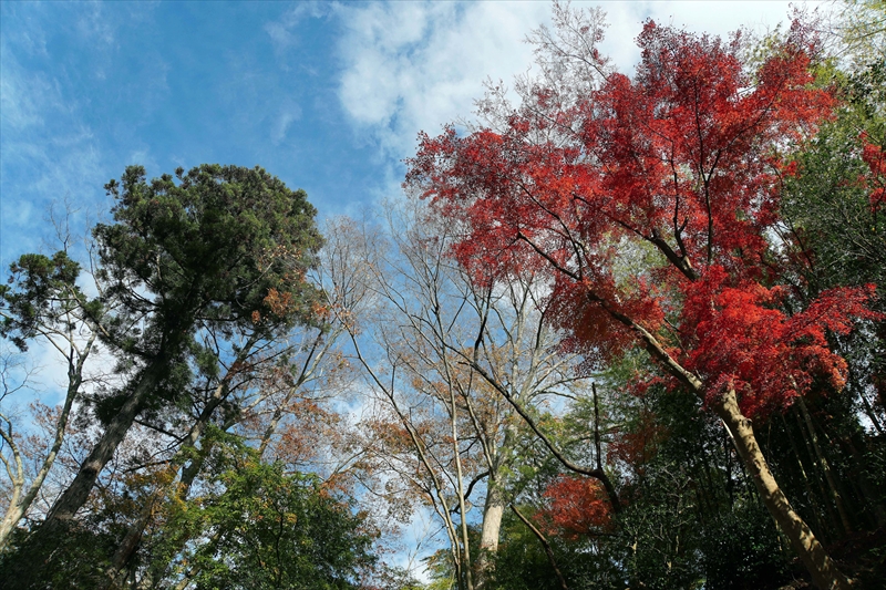 1052_瑞巌寺_宮城