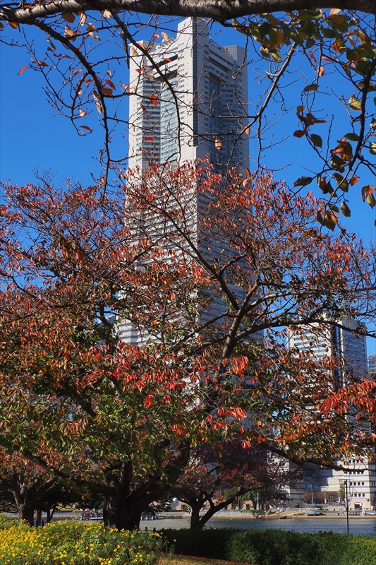 1025_汽車道_神奈川