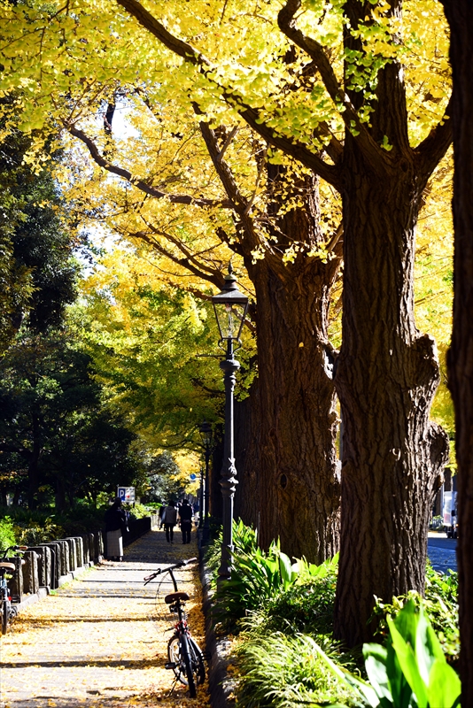 1030_山下公園_神奈川