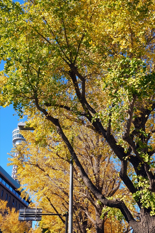 1036_山下公園_神奈川