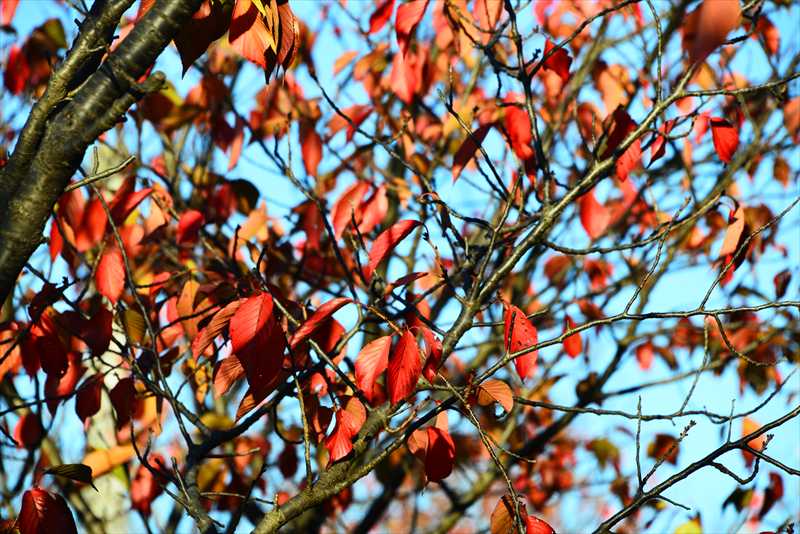 1062_游愁の美_日本