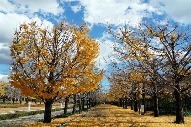 1129_昭和記念公園_東京
