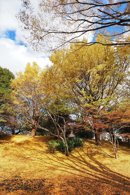 1130_昭和記念公園_東京