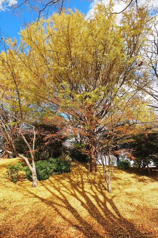 1136_昭和記念公園_東京