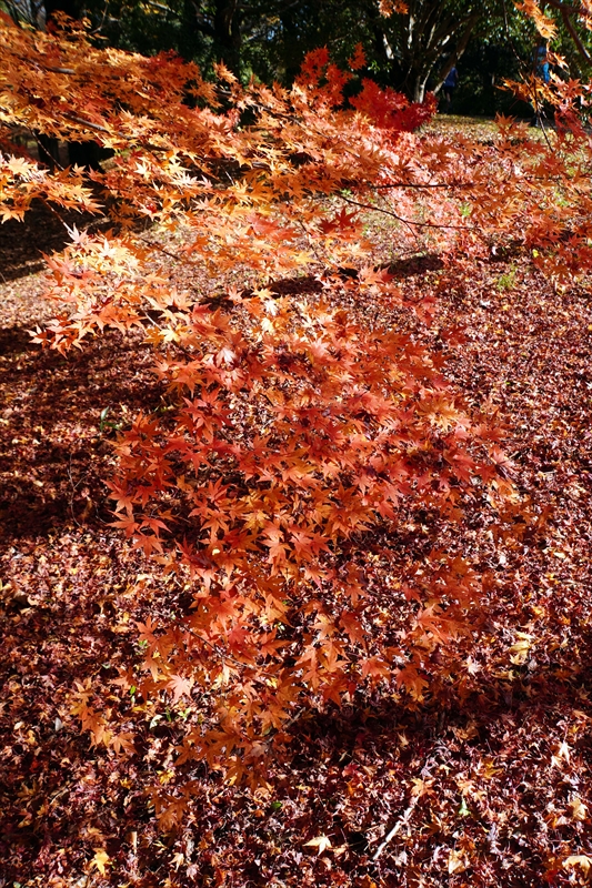 1140_昭和記念公園_東京