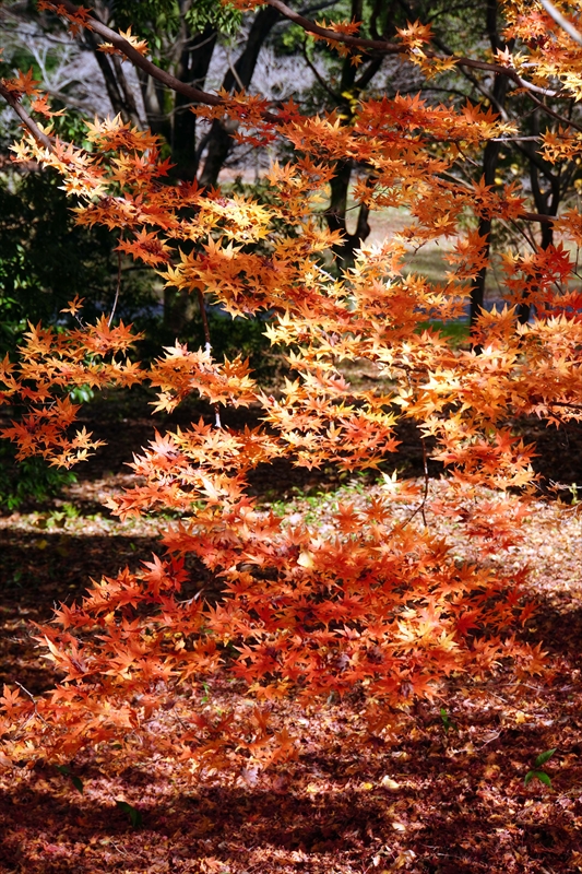 1141_昭和記念公園_東京