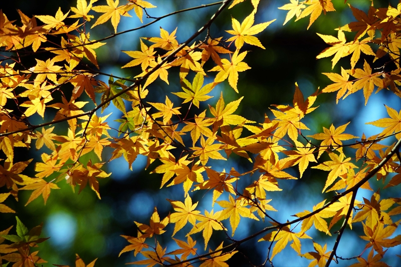 1144_昭和記念公園_東京