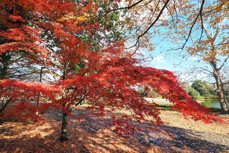 1149_昭和記念公園_東京