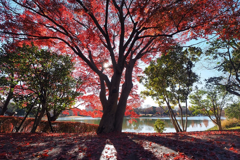 1158_昭和記念公園_東京