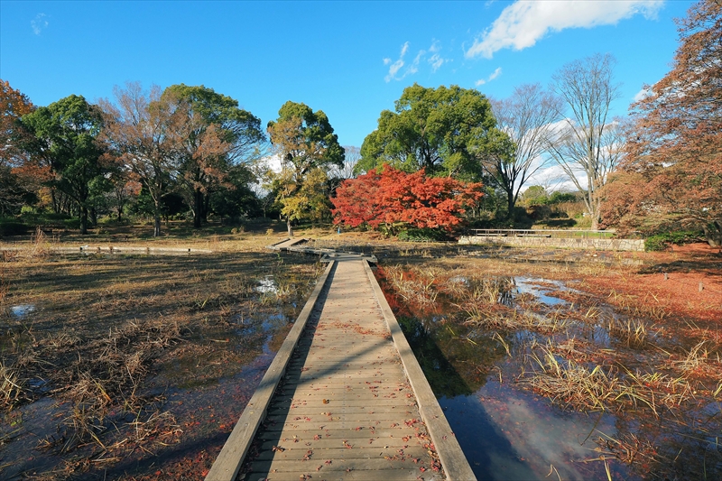 1160_昭和記念公園_東京