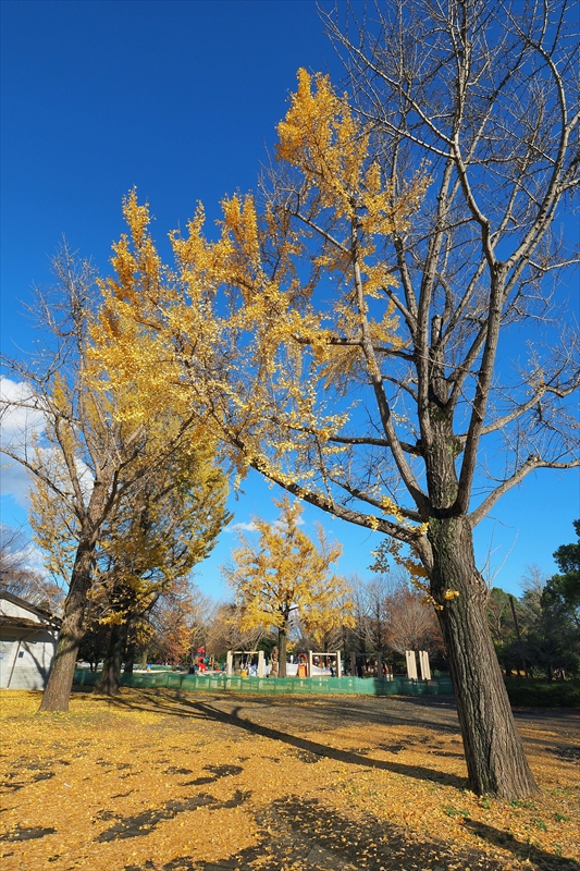 1163_昭和記念公園_東京