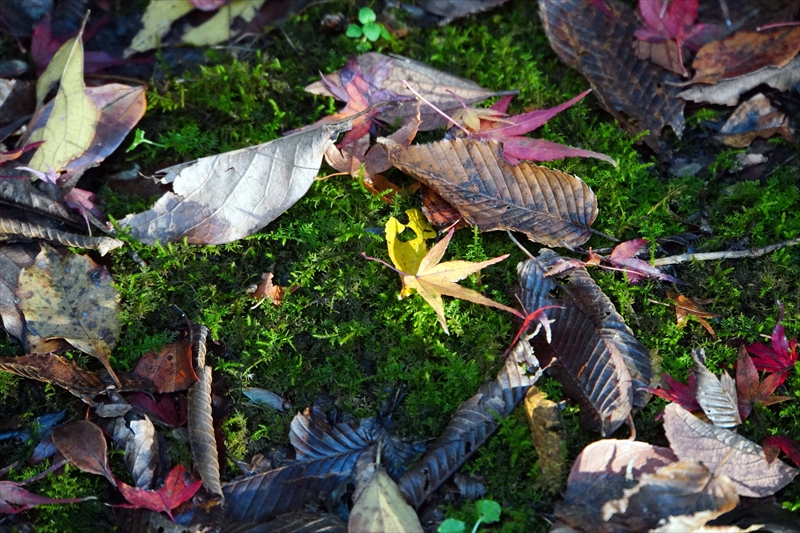 1167_昭和記念公園_東京