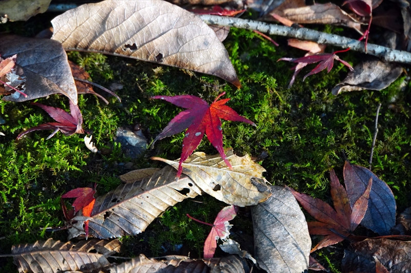 1168_昭和記念公園_東京