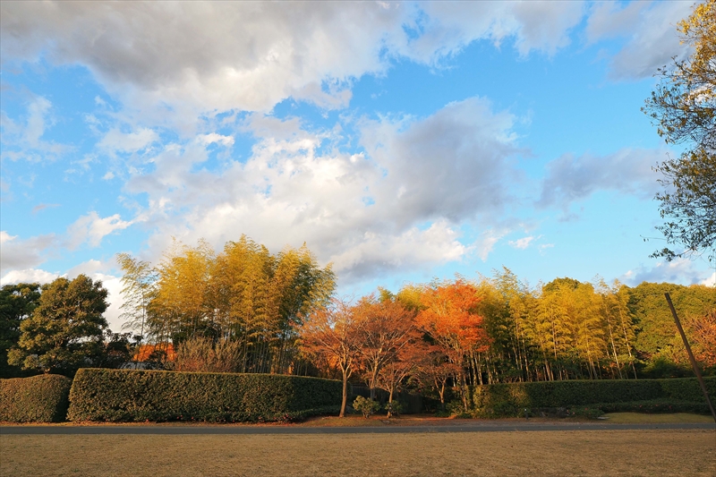 1176_昭和記念公園_東京