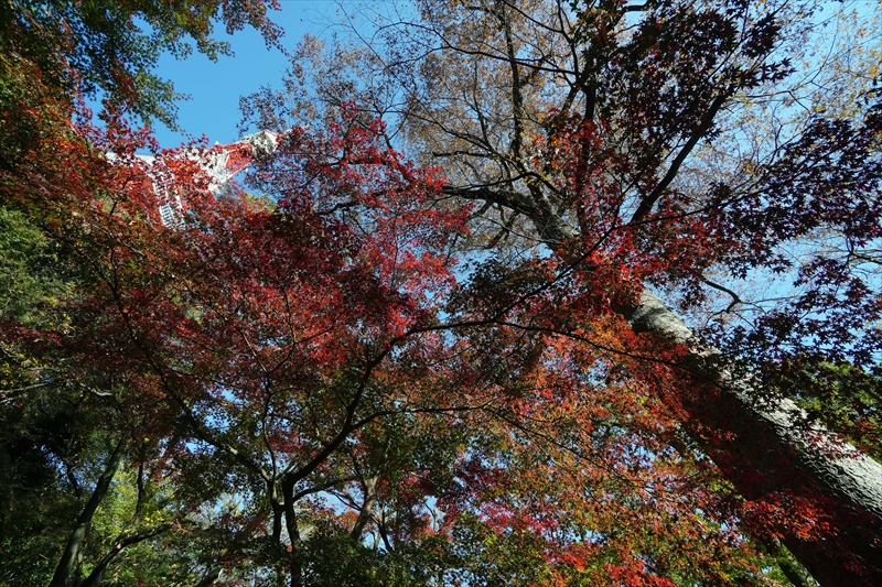 1001_芝公園_東京