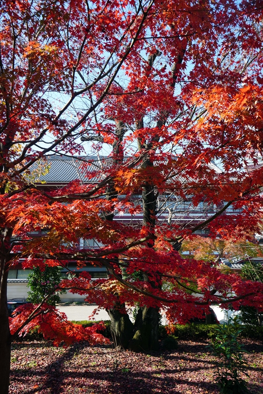 1066_増上寺_東京